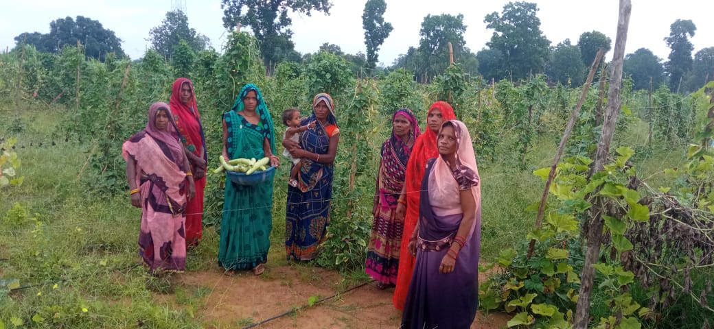 KOREA : बरबटी-तोरई-लौकी विक्रय से लखपति बना समूह, बाड़ी विकास योजना ने महिलाओं के लिए खोले आर्थिक उन्नति के द्वार