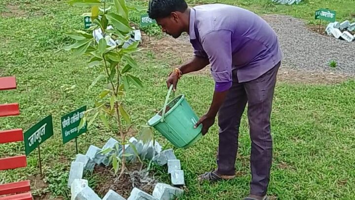 दुर्ग : कृष्ण कुंज में पौधों की नियमित हो रही देखरेख