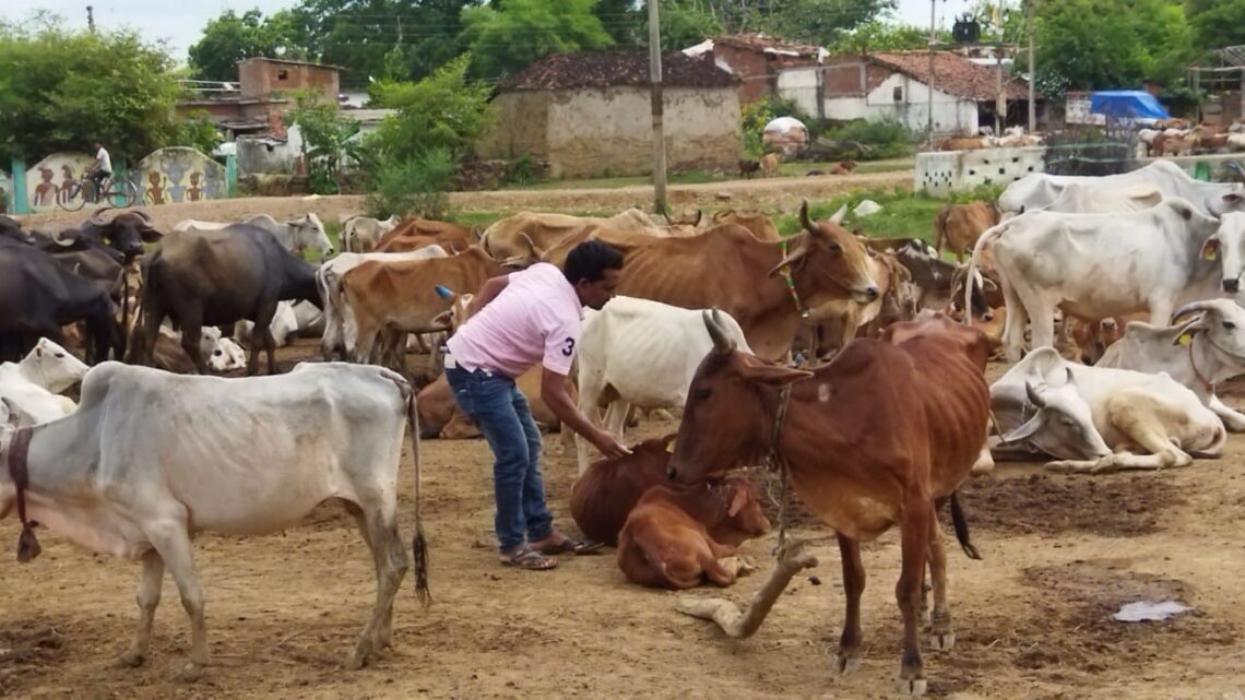 बेमेतरा : लम्पी त्वचा रोग से सुरक्षित है छतीसगढ़