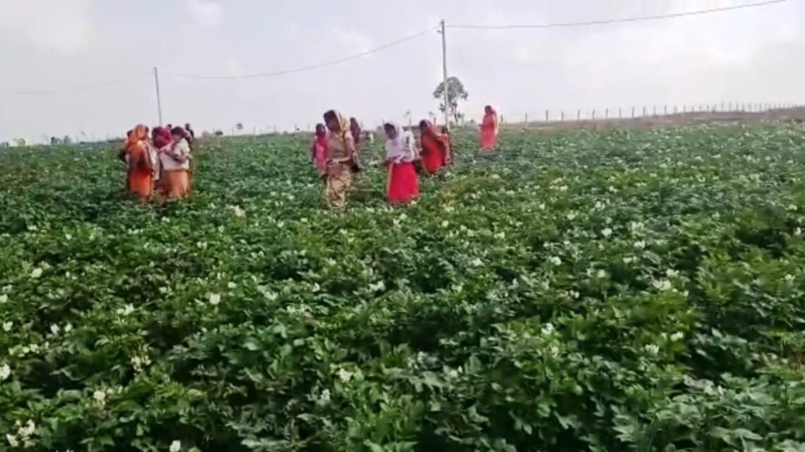 जशपुरनगर : गौठानों में आजीविका संवर्धन गतिविधियों से महिलाएं आर्थिक रूप से मजबूत एवं सामाजिक रूप से हो रही सुदृढ़