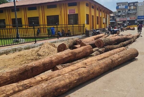 बस्तर दशहरा के रथ बनाने की लकड़ियां पहुंच रही है रथ निर्माण स्थल