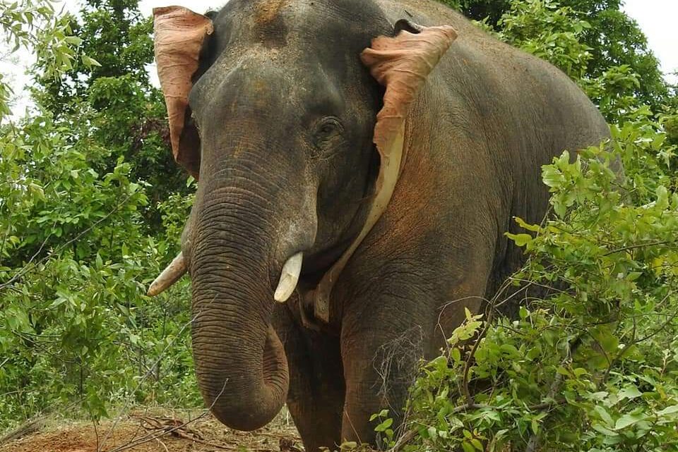 एक ग्रामीण और मवेशी को उतारा मौत के घाट