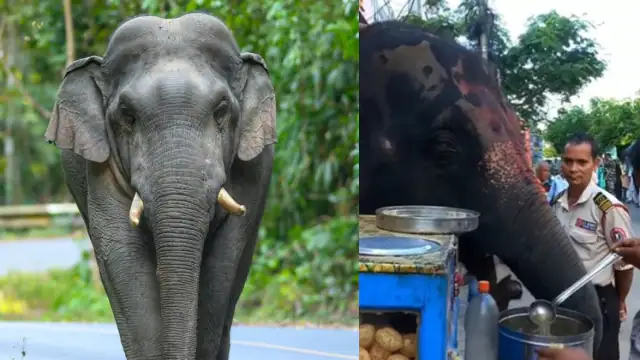 सड़क किनारे गोलगप्पे खाने लगा हाथी, VIDEO देख आप भी कहेंगे- शानदार, जबरदस्त, जिंदाबाद