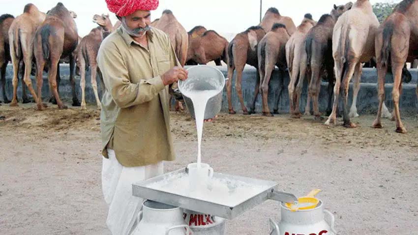 ऊंट के दूध को प्रोत्साहन की ज़रूरत