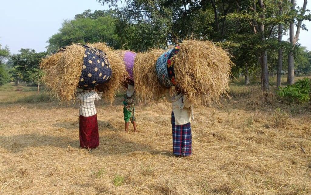 मुख्यमंत्री के अपील पर सारंगढ़-बिलाईगढ़ जिले के विभिन्न गौठानों में किसान कर रहे हैं पैरादान