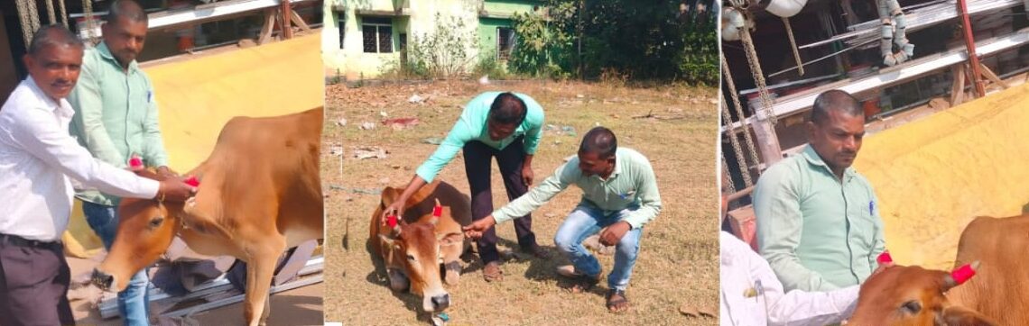 दुर्घटनाओं के रोकथाम हेतु मवेशियों के सिंग में लगाया जा रहा रेडियम