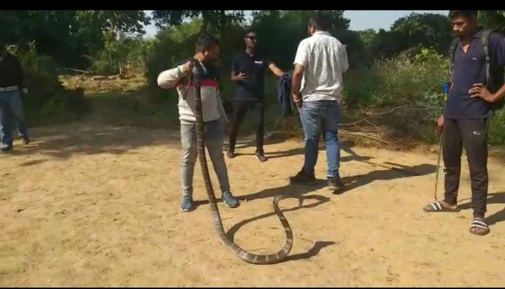 वन विभाग के मौजूदगी में किया गया किंग कोबरा का रेस्क्यू, कुवे में गिरा हुआ था 11 फीट लम्बा किंग कोबरा