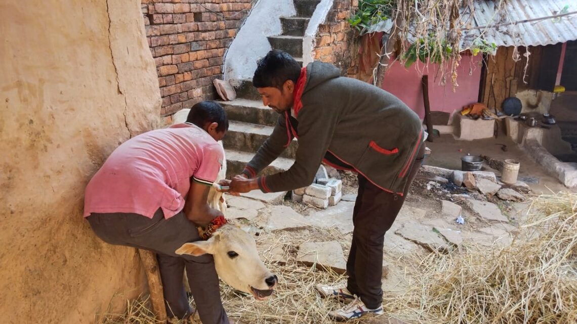 पशुओं में लम्पी त्वचा रोग संक्रमण से बचाव के लिए किया जा रहा है टीकाकरण