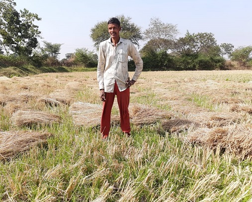 बम्हनीडीह विकासखंड के किसान फिरसिंह उतेरा पद्धति से अपने खेत में कर रहे गेंहू की बोआई