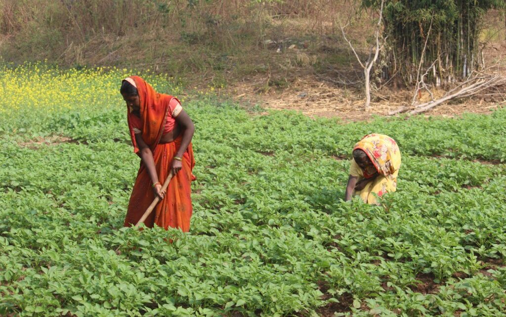 बिहान योजना से हो रहा पहाड़ी कोरवा एवं पण्डो परिवार का उत्थान