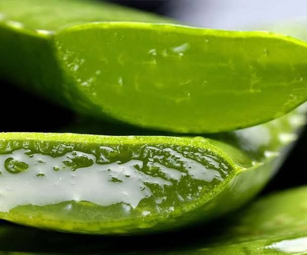 Aloe Vera Side Effects: क्या आप भी बालों पर एलोवेरा का ज्यादा करते हैं इस्तेमाल, तो हो सकते हैं कई बड़े नुकसान