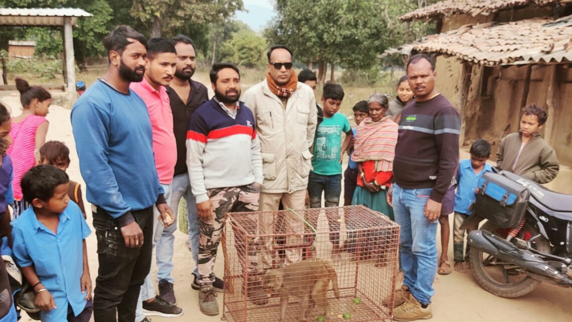 बन्दर गांव में लोगों पर लगातार कर रहा था हमला,वन विभाग ने किया सफल रेस्क्यू