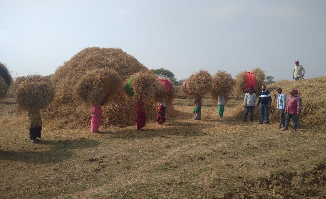 गोठानों में 26 से 30 दिसम्बर तक दूसरे चरण में मनाया जाएगा पैरादान महोत्सव