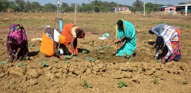 गोठान से बदल रही है स्व-सहायता समूह के महिलाओं की जिंदगी