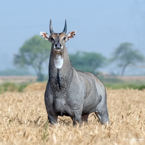 नीलगाय से रक्षा मंत्रालय भी परेशान… अब इस तकनीक से पकड़ने की तैयारी…