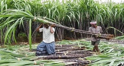 इस वर्ष रिकॉर्ड पांच हजार लाख मीट्रिक टन से अधिक हुआ गन्‍ने का उत्‍पादन