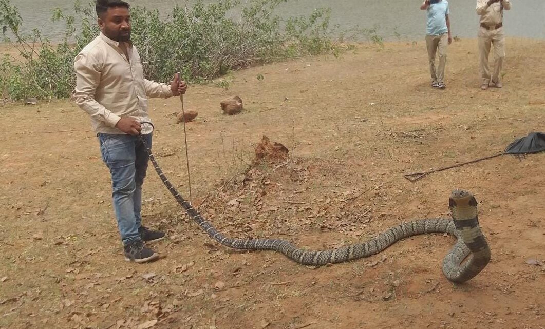 KORBA के जंगल में दुर्लभ जीव जन्तु उनका सरंक्षण करना हमारा कर्त्तव्य,2023 में करना होगा ज्यादा मेहनत ताकि जिले को मिले एक अलग पहचान