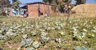 महात्मा गांधी राष्ट्रीय ग्रामीण रोजगार गारंटी योजना : पशु पालन और बाड़ी विकास से परिवार की समृ़िद्ध में जुटे अंबिका प्रसाद