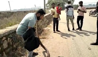 हसदेव दर्री डैम के नहर में फसा विशाल काय अजगर, नहाते समय लोगों की पढ़ी नज़र, वन विभाग की रेस्क्यू टीम जितेन्द्र सारथी ने किया रेस्क्यू