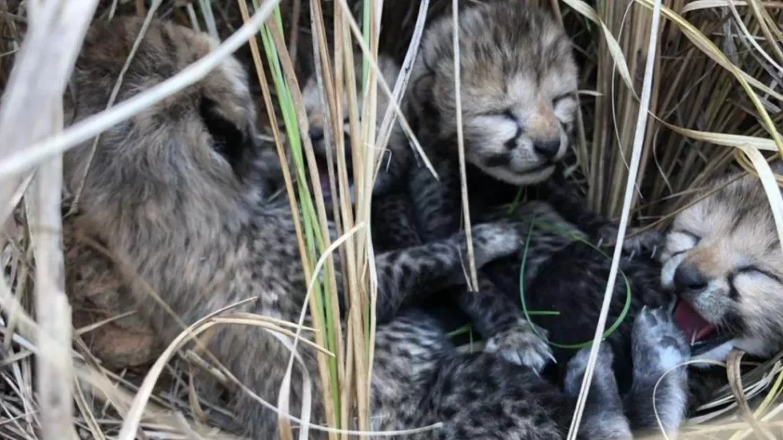 BREAKING NEWS : कूनो National Park में चार चीतों का हुआ जन्म, यहां देखें Video….