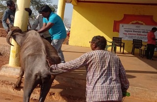 अदाणी फाउंडेशन के शिविर में एक हजार पशुओं का हुआ नि:शुल्क उपचार