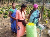 मेरीगोल्ड की खेती से महक रही तुड़गे का गौठान