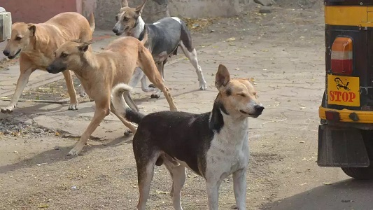 कुत्तों के हमले से मासूम बच्ची की मौत