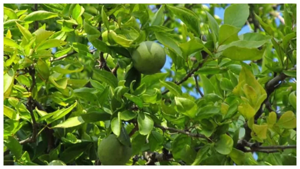 Bel Patra Tree Benefit: घर में बेलपत्र का पेड़ लगाना कितना शुभ, जानें क्या-क्या होता लाभ