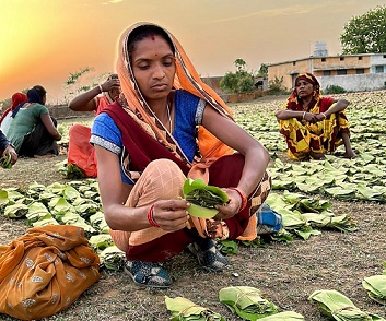 जिले में तेजी से चल रहा तेंदुपत्ता संग्रहण का कार्य