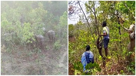 हाथियों की जीवन से खेल रहे लोग, कहीं तीर धनुष से तो कहीं टांगिया से करते हैं प्रहार