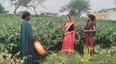 खोरसी गौठान में लहलहा रही साग-सब्जियां, गांव में मिल रही पौष्टिक सब्जियां, समूह को हो रही आमदनी