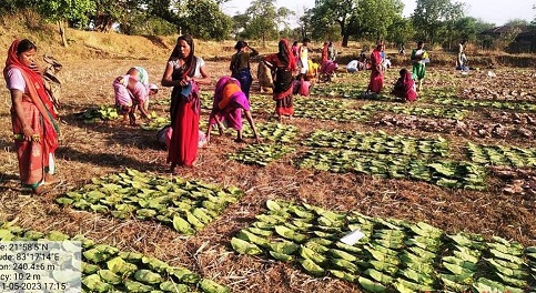 तेन्दूपत्ता संग्रहण: वनांचल में बिखेरी हरा सोना की चमक