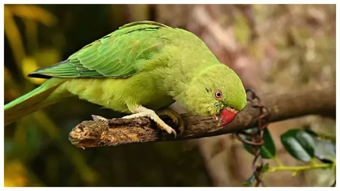 Vastu Tips for Parrot: घर में तोता पालने से आता है सौभाग्य, नाराज होने पर लग सकती है बद्दुआ