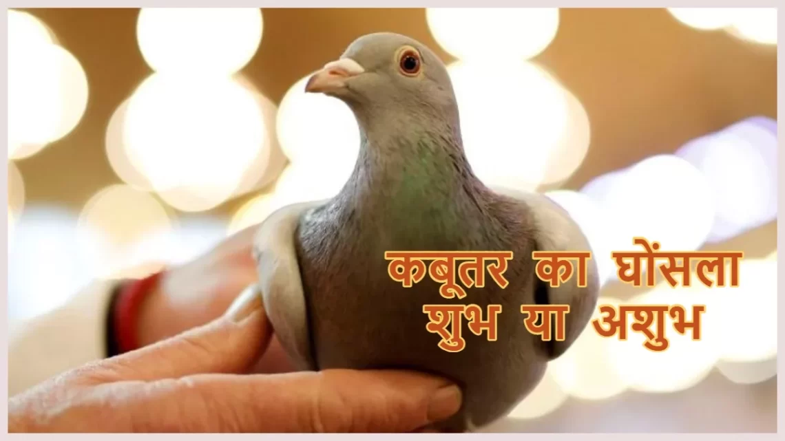 Pigeon Nest: कबूतर को घर में घोंसला बनाने से न रोकें, मिलते हैं ये शुभ संकेत