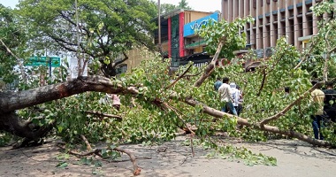 CG Breaking : आधी-तूफान के चलते विशालकाय पीपल का पेड़ सड़क पर गिरा, आवागमन हुआ बाधित…