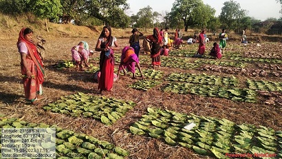 तेंदूपत्ता संग्राहकों को मिलेगा 424 करोड़ से अधिक का प्रोत्साहन पारिश्रमिक