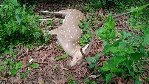 CG BREAKING  : जंगल से भटककर गांव पहुंचा हिरण, कुत्तों के झुंड ने किया हमला, वन विभाग की कोशिश रही नाकाम