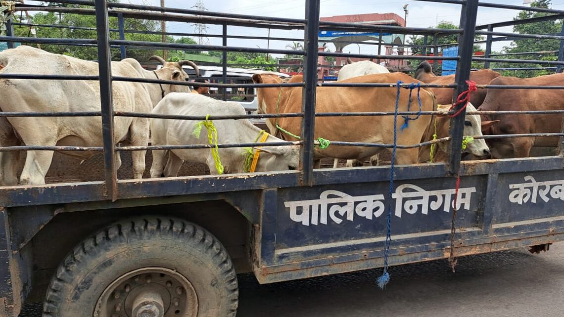 सड़क दुर्घटना से बचाव हेतु घुमन्तु पशुओं में लगाया जा रहा रेडियम बेल्ट