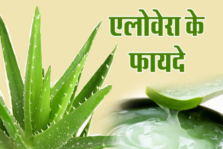 Aloe Vera: गुणों का खजाना है एलोवेरा का जूस, त्वचा को ही नहीं सेहत को भी मिलते हैं कई फायदे