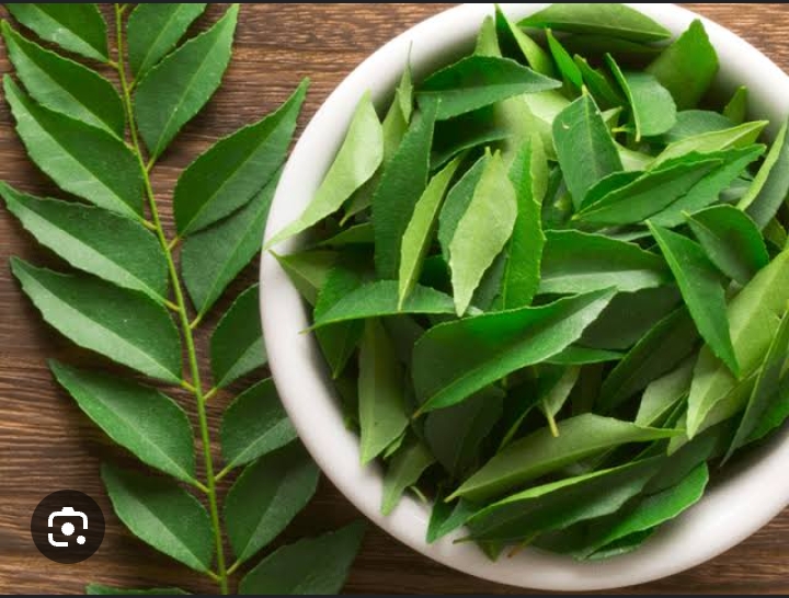 Curry Leaves Water: सुबह खाली पेट पिएं करी पत्ते का पानी, बदले में आपको मिलेंगे ये बड़े फायदे..