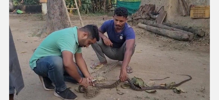 कोरबा: जाल में फस कर कई घंटे तड़पता रहा साप, रेस्क्यू करने में लगे कई घण्टे, जितेन्द्र सारथी ने गांव वालों की मदद से एक बेजुबान की बचाई जान