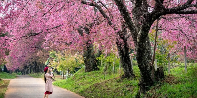 Cherry Blossom Festival 2023: शिलॉन्ग में 17 नवंबर से शुरू हो रहा है चेरी ब्लॉसम फेस्टिवल, बुक कर लें टिकट