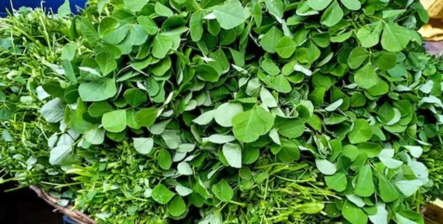 Methi Leaves Benefits: औषधीय गुणों से भरपूर हैं मेथी के पत्ते, सर्दियों में इसे खाने के हैं गजब के फायदे