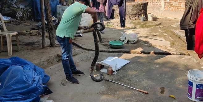 कोरबा: सीतामढ़ी के एक व्यापारी के घर घुस कर बैठा था विशालकाय अजगर