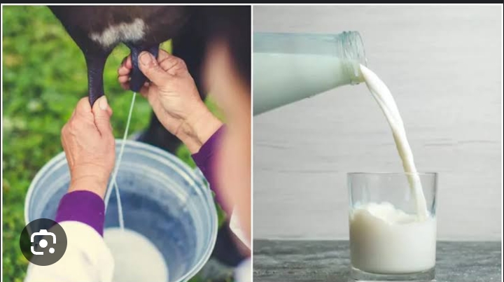 Cow Milk vs Buffalo Milk: गाय का दूध पीना चाहिए या भैंस का दूध, जानें दोनों में से कौन है ज्यादा हेल्दी