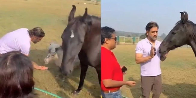 MS Dhoni Horse Video: ‘नहीं, अब खत्म हो गया…’ चेतक के साथ खेलते हुए दिखाई दिए धोनी, जमकर वायरल हो रहा वीडियो