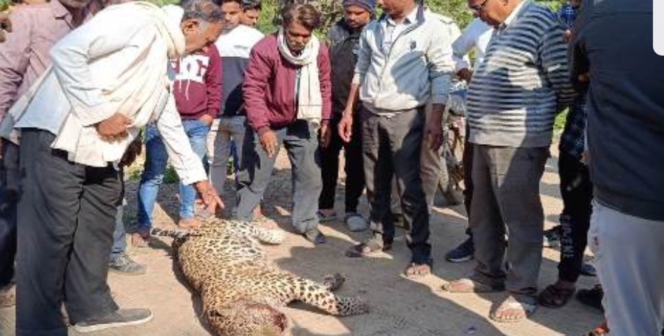 झाड़ियों में मिला मृत तेंदुआ, शव पर मिले निशान,प्रभारी एवं वन विभाग के अधिकारी कर्मचारी मौके पर पहुंचे