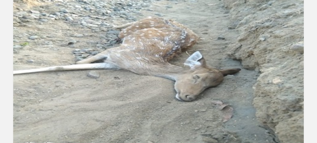 भारी वाहन की चपेट में आने से मादा चीतल की मौत