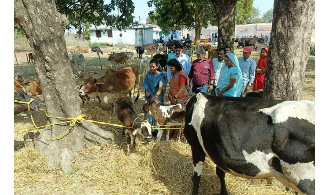 छत्तीसगढ़: पशुधन मेले में उन्नत नस्ल के पशुओं का प्रदर्शन