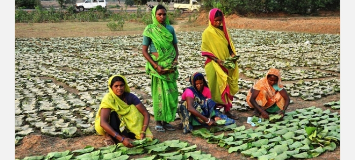 तेंदूपत्ता 5500 रुपए प्रति मानक बोरा की दर से खरीदा जाएगा–सीएम साय